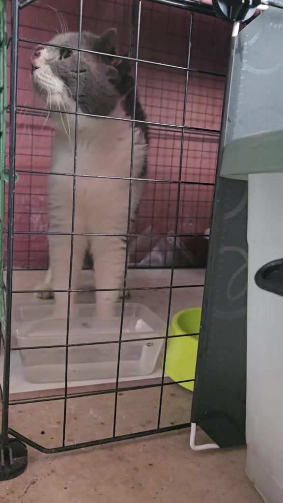 Kucing kelabu putih dalam sangkar wayar kuarantin, pandangan sisi menunjukkan batang hidung kemerahan berluka