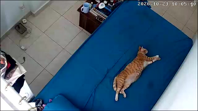 Rakaman CCTV kucing oren tidur mengiring atas sofa biru dengan kaki terjulur