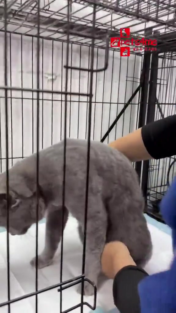 Kucing kelabu dalam sangkar wayar di klinik veterinar, tangan staf memegang badan kucing sebelum prosedur