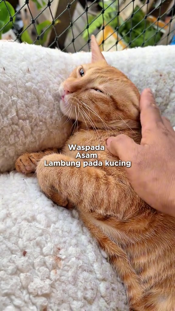 Kucing oren baring atas selimut bulu putih sambil tangan pemilik mengusap badannya