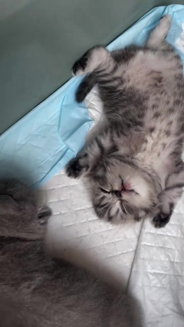 Anak kucing kelabu tidur terlentang dengan perut terbuka penuh atas pad putih