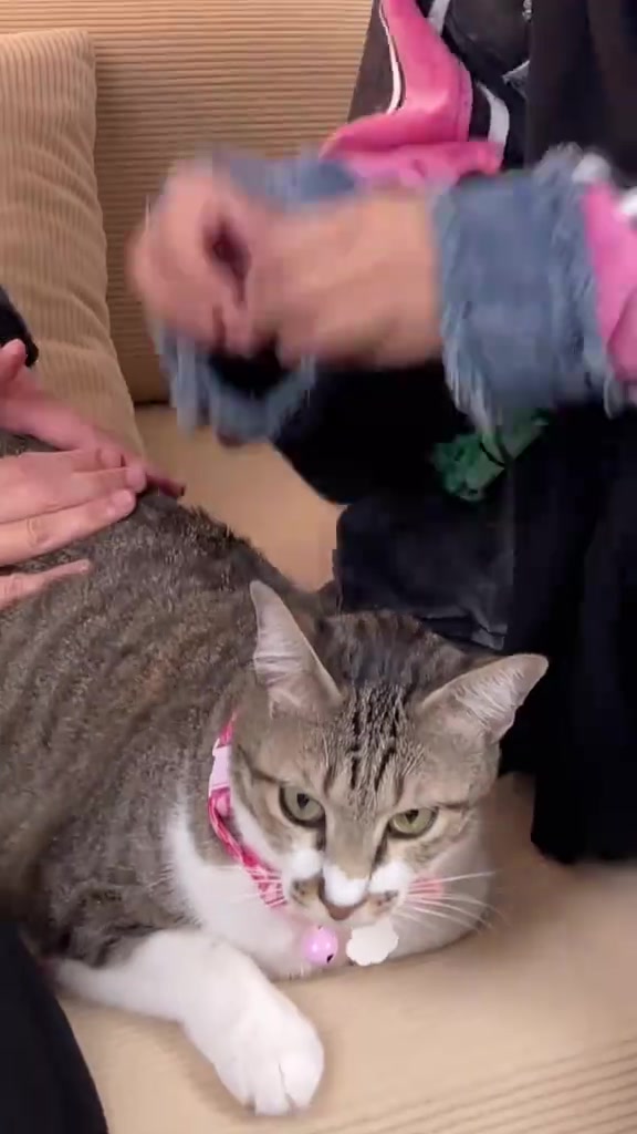 Tangan pemilik membelah bulu kucing tabby yang baring di sofa untuk memeriksa kulit dan bulu