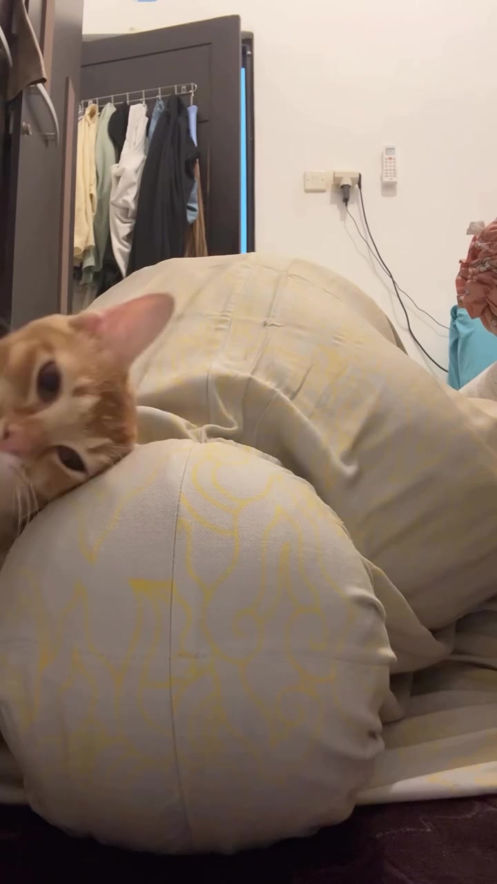 Kucing oren meletakkan kepala atas perut pemilik yang hamil sambil berbaring di sisi katil