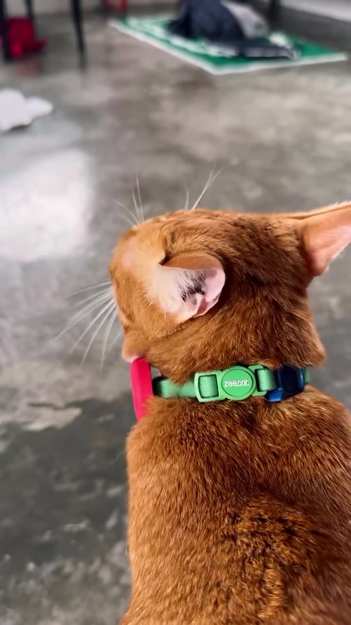 Kucing oren dilihat dari belakang memakai collar hijau dengan holder penjejak berwarna merah jambu di lehernya