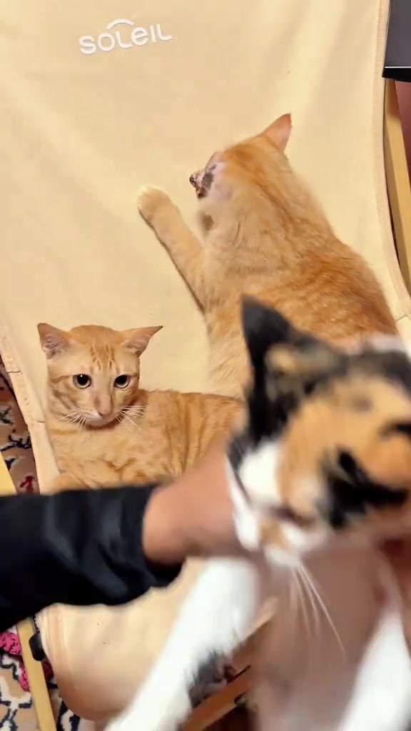 Tiga kucing duduk dan baring atas kerusi kain krem sambil tangan pemilik membelai kucing calico