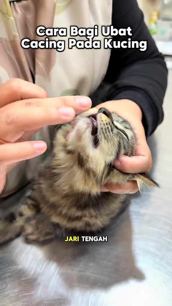 Anak kucing comot dengan kepala didongakkan dan mulut terbuka sementara jari bersedia di hadapan mulut