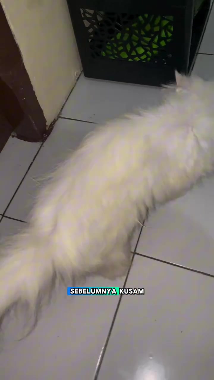 Kucing bulu panjang putih dilihat dari belakang dengan bulu nampak kusam dan kekuningan
