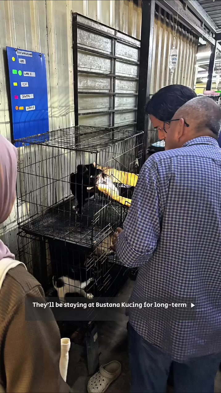 Beberapa orang menurunkan sangkar wayar berisi kucing hitam putih di pusat jagaan kucing, papan biru senarai wad tergantung di dinding