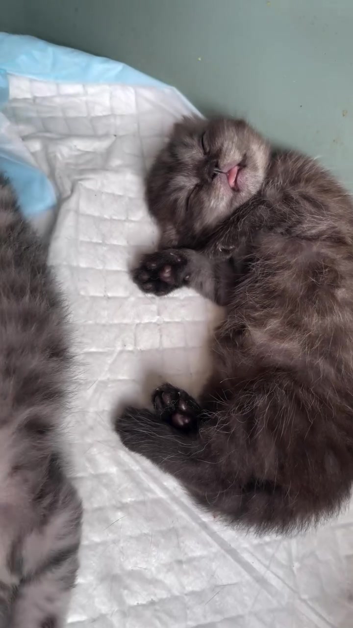 Anak kucing kelabu tidur mengiring atas pad putih dengan lidah terjelir sikit