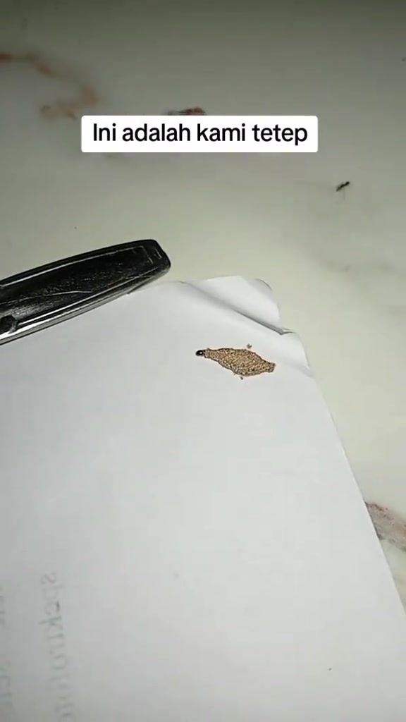 Kelongsong kamitetep tunggal berwarna kelabu di atas kertas putih, sebelah klip pen sebagai panduan saiz