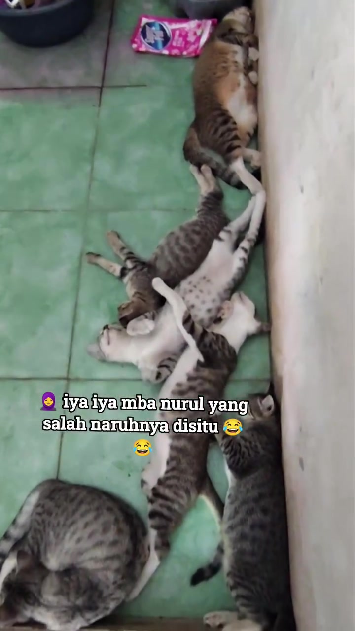 Beberapa anak kucing belang tidur terlentang dan mengiring berturut-turut atas jubin hijau yang sejuk