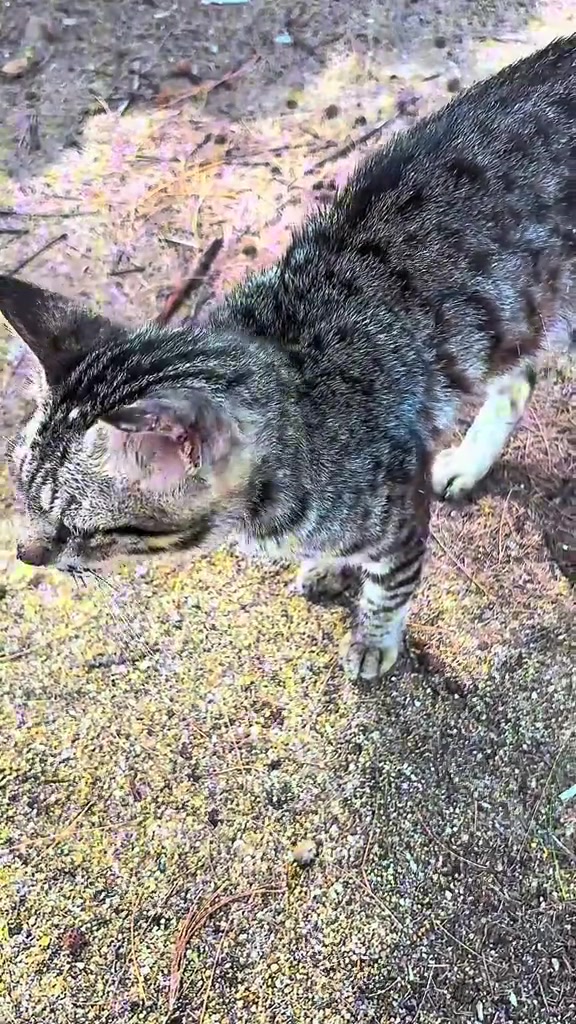 Kucing belang tabby jalanan berdiri di tanah berpasir, dilihat dari atas, bulu belakang nampak jarang