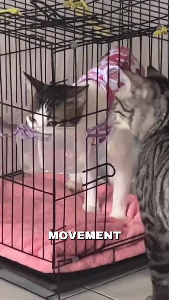 Kucing memakai recovery suit berdiri dalam sangkar wayar berlapik selimut merah jambu, sementara kucing belang di luar sangkar memandang ke dalam