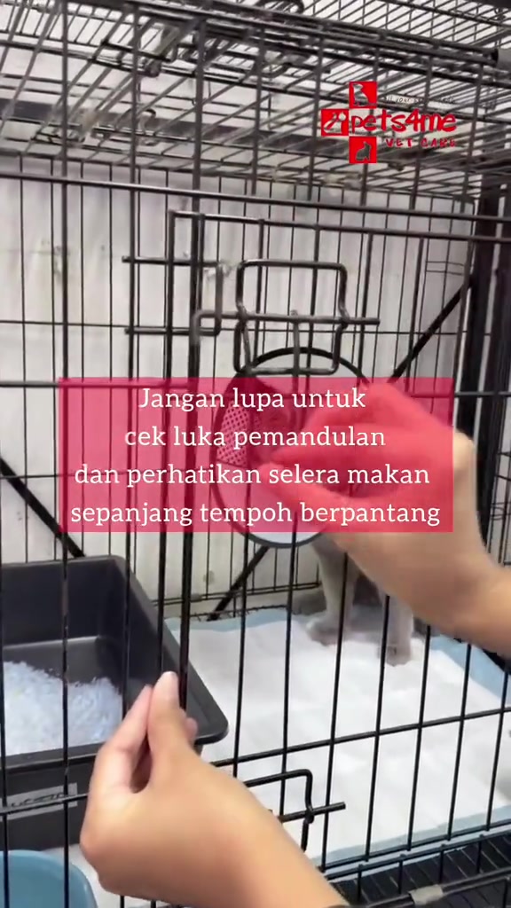 Tangan membuka pintu sangkar kucing yang memakai cone, dengan teks peringatan supaya cek luka pemandulan dan selera makan sepanjang tempoh berpantang