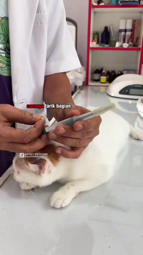 Tangan memasukkan kapsul kuning ke dalam pill gun berhujung hijau dengan kucing putih baring di meja