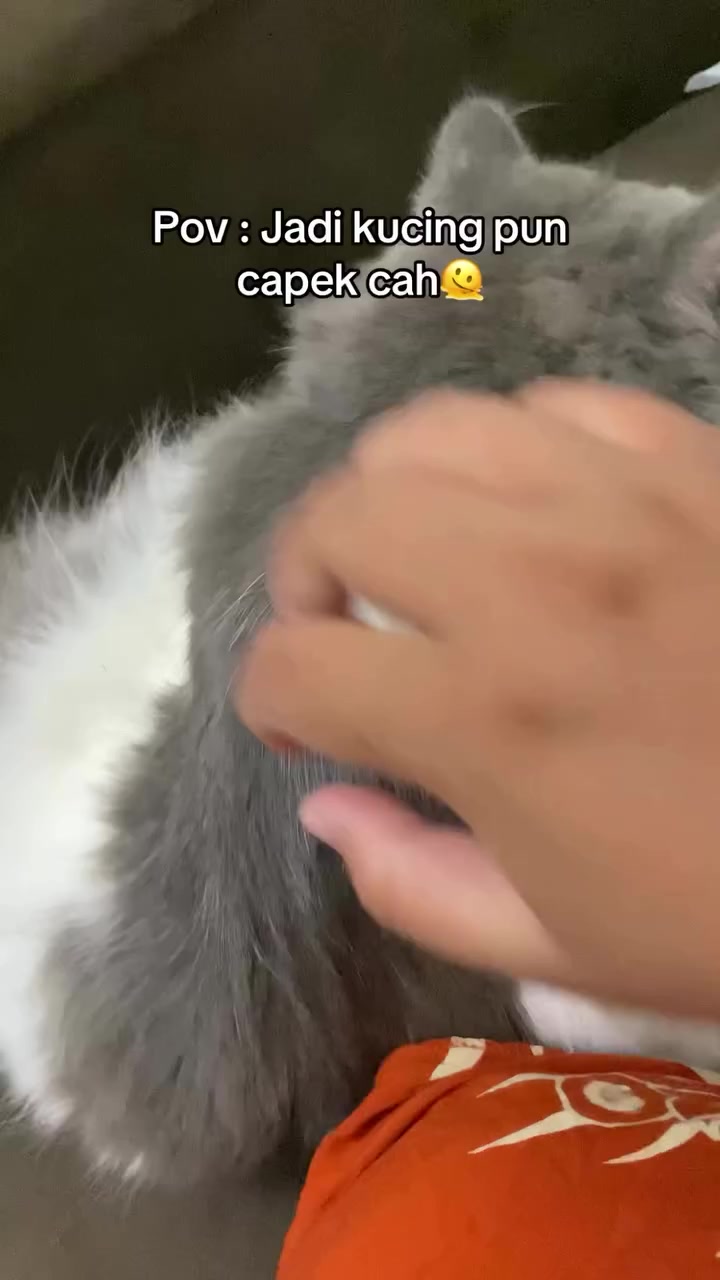 Tangan manusia menyentuh perlahan badan kucing kelabu putih yang sedang baring di sofa, macam semak respon dia