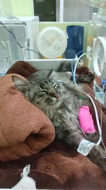 Kucing berbulu panjang baring atas tuala coklat dalam wad veterinar, kaki depan berbalut merah jambu dengan tiub cecair IV
