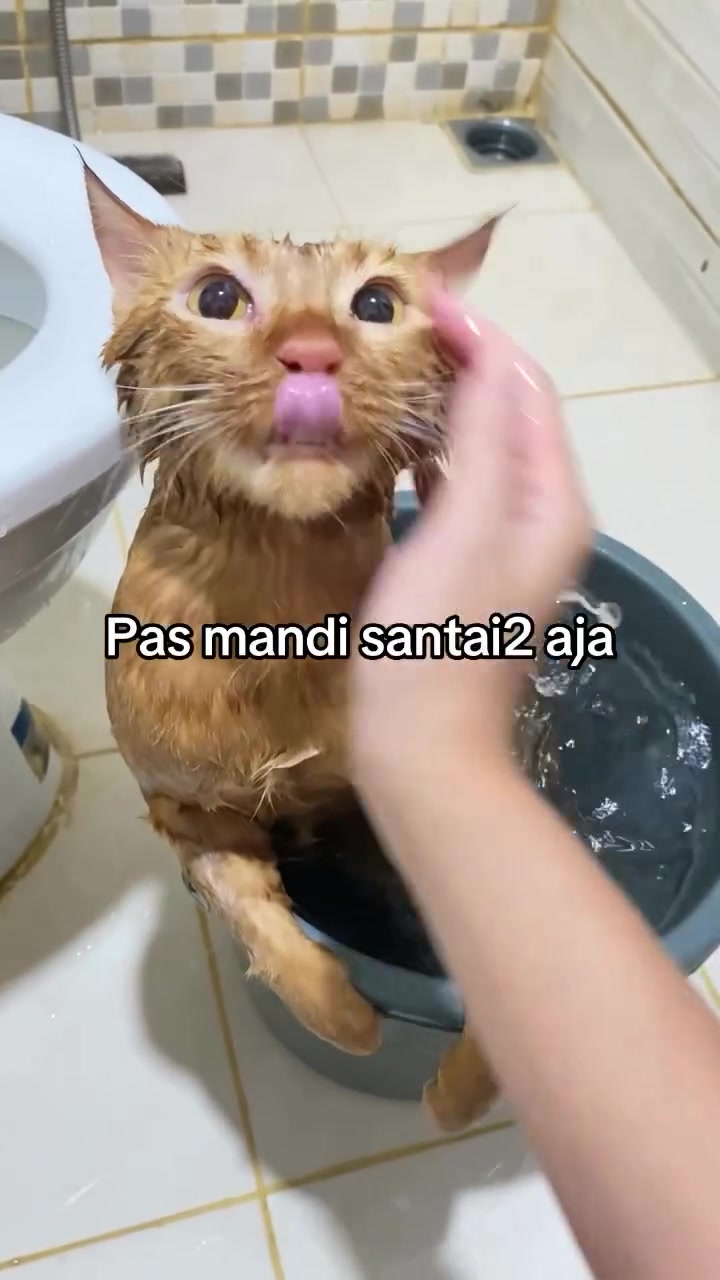 Kucing oren memang huru-hara? Apa kajian sebenar kata tentang perangai Oyen