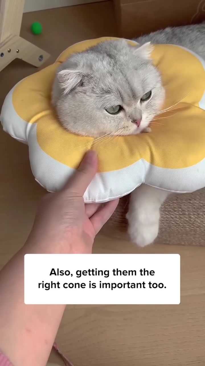 Kucing kelabu muda menyarung collar bunga kuning putih, tangan manusia memegang tepi collar untuk menunjukkan saiz