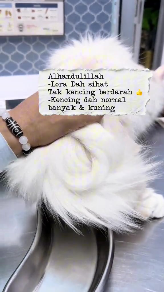 Kucing bulu panjang putih dipegang selepas rawatan, dengan nota bahawa kencingnya kembali normal dan banyak