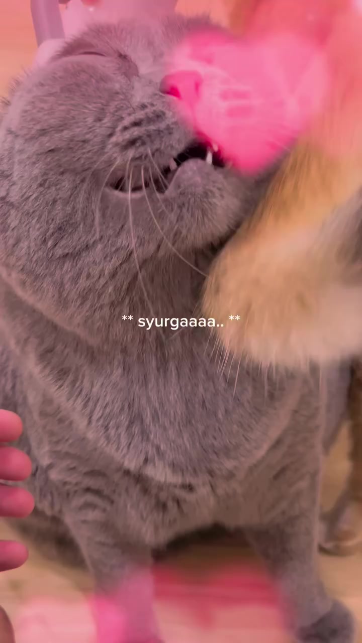 Bulu kucing gugur teruk dan kusam: urutan semak punca saya, harga alat dalam RM, dan bila ia tanda kena jumpa vet