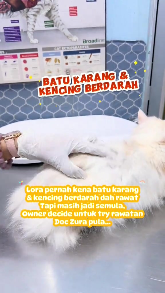 Kucing bulu panjang putih baring atas meja pemeriksaan klinik vet sementara tangan bersarung tangan memeriksa bahagian perutnya