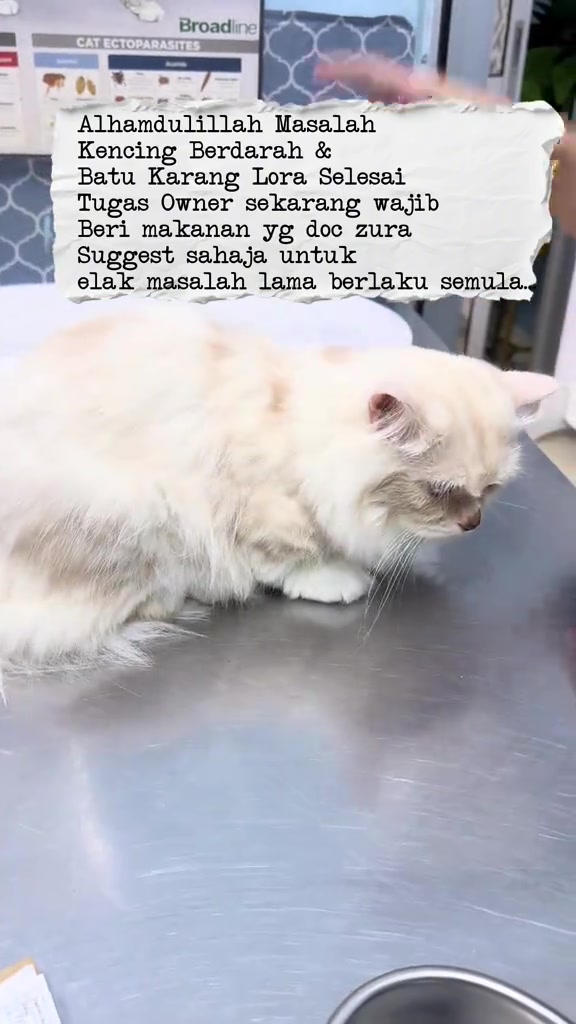 Kucing putih atas meja klinik dengan nota pemilik tentang makanan yang vet sarankan selepas rawatan batu karang