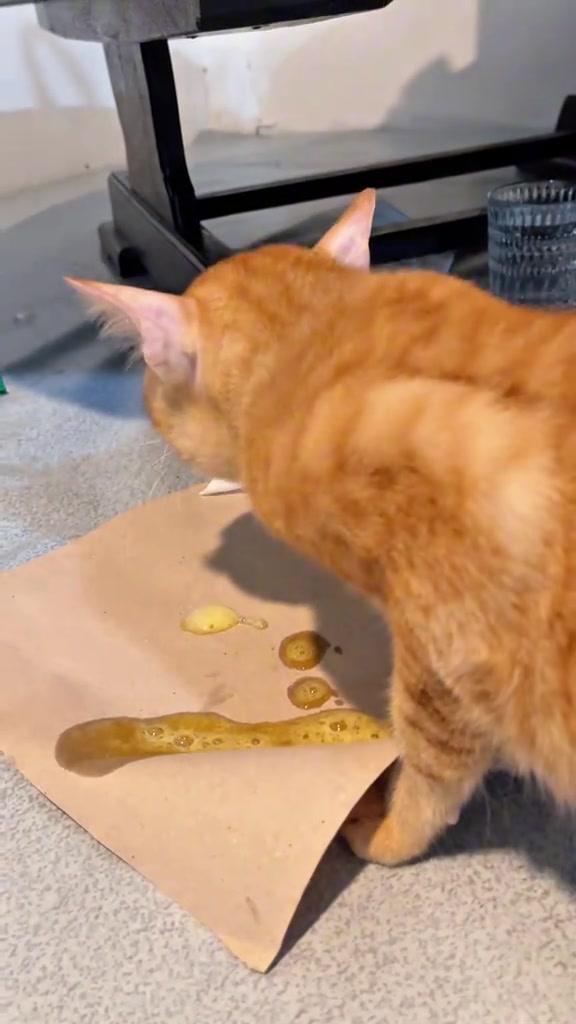 Kucing muntah kuning: bila ia cuma perut kosong, bila ia tanda bahaya, dan apa yang saya buat dulu di rumah