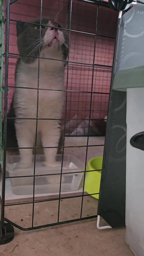 Sporo kucing: beza dengan kurap, kenapa luka makan bulan untuk sembuh, dan kos rawatan dalam RM
