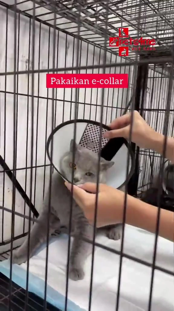 Kucing lepas mandul: cone plastik, collar bunga atau recovery suit, harga RM dan rutin 10 hari pertama