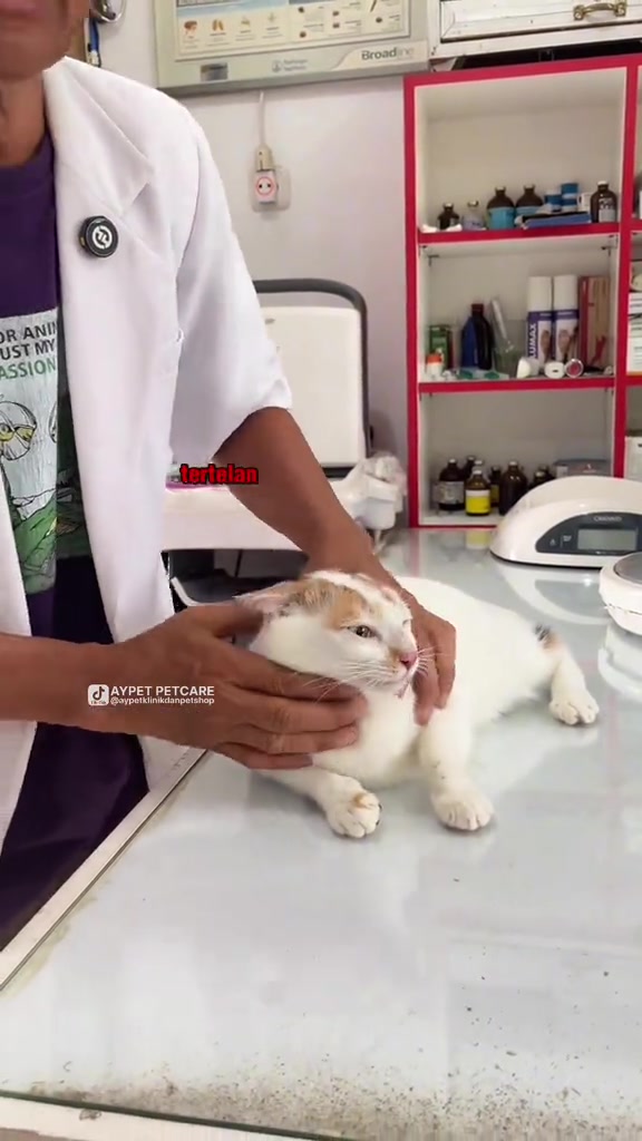 Kucing putih dipegang tenang di atas meja klinik sementara tangan mengusap bahagian tekak selepas ubat masuk
