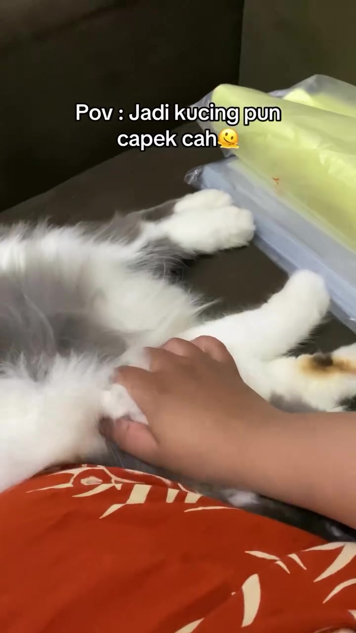 Kucing kelabu putih tidur terlentang di sofa sambil tangan manusia pegang kaki depannya perlahan