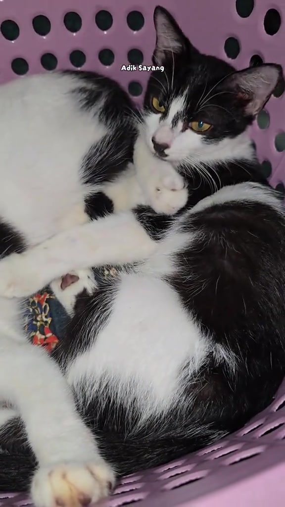 Dua kucing hitam putih bergulung rapat bersama dalam bakul plastik merah jambu, seekor jaga dengan mata separuh terbuka