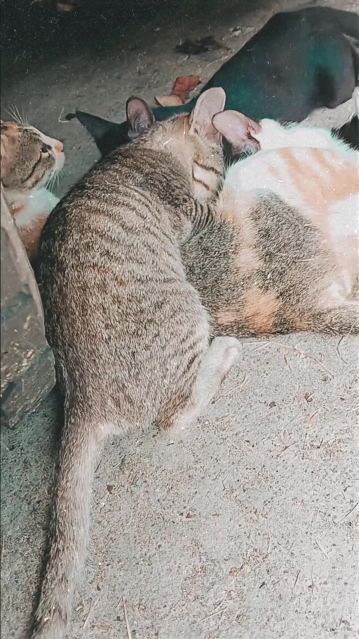 Kucing belang tidur menggulung rapat atas lantai konkrit di tengah kumpulan kucing lain yang turut berehat