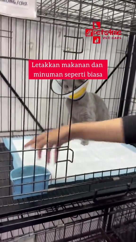 Kucing memakai cone dalam sangkar dengan mangkuk air biru di hadapan, teks menyatakan letakkan makanan dan minuman seperti biasa