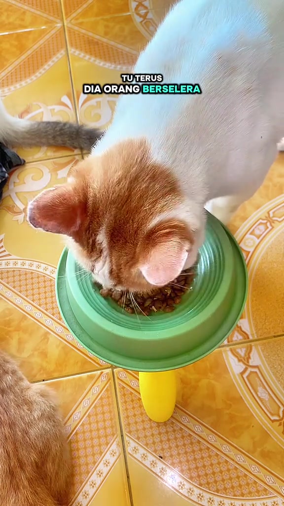 Kucing oren dan putih makan kibbles dari mangkuk hijau berkaki kuning