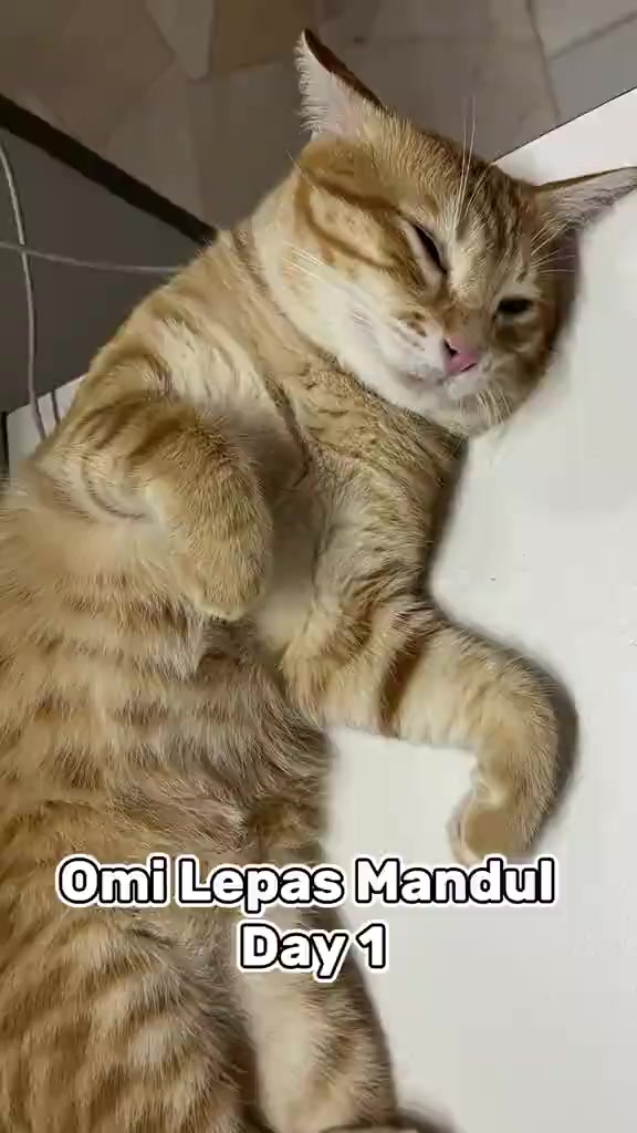 Seekor kucing oren berehat di atas alas putih.
