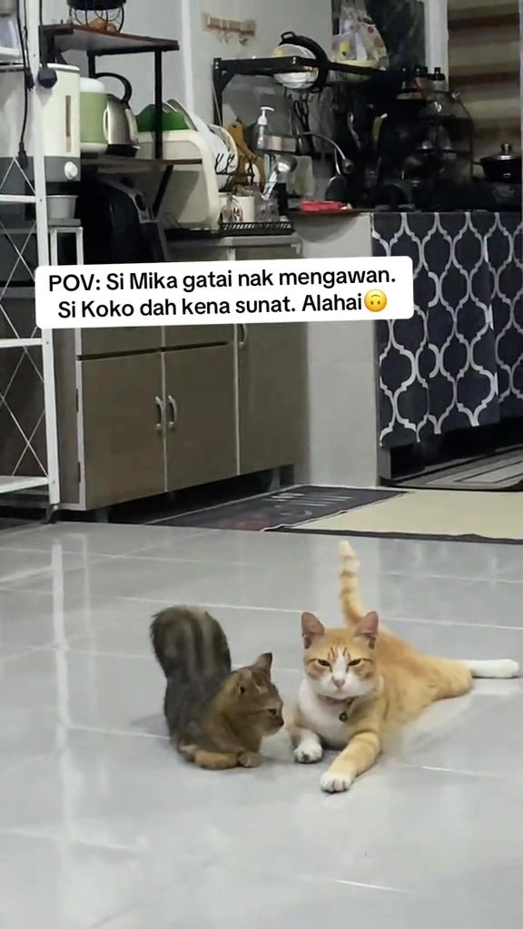Kucing heat: tanda, berapa lama satu pusingan, kenapa penyembur hormon saya tak sentuh, dan kos mandul dalam RM