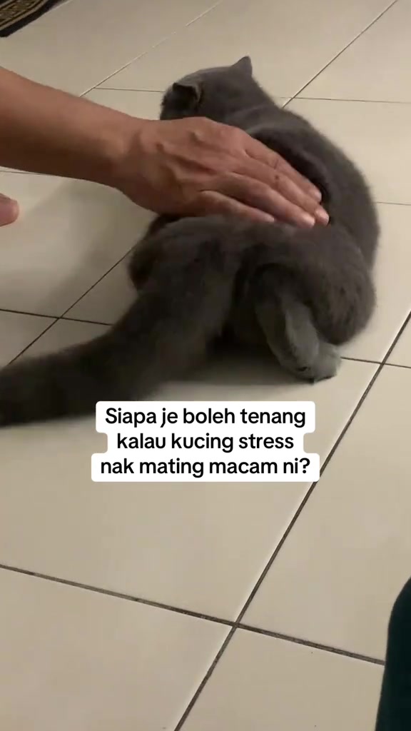 Seekor kucing kelabu terbaring di lantai berjubin sambil tangan manusia mengusap belakangnya