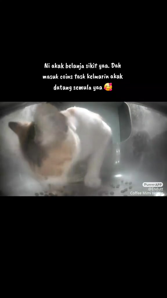 Kucing putih berbelang makan kibble yang baru jatuh di lantai feeder Purrrr