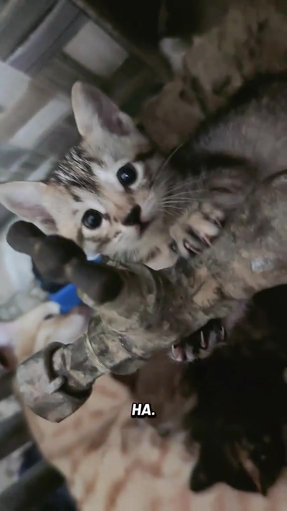 Ibu kucing kelabu duduk rapat dengan beberapa anak kucing kecil