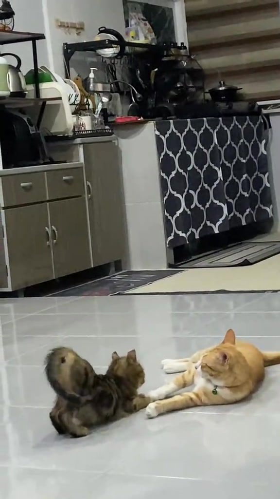 Kucing belang mengangkat bahagian belakang dengan ekor ke tepi sambil menghampiri kucing oren yang terbaring di lantai dapur