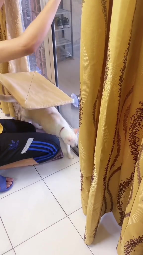 Tangan memasang buaian pada kaca pintu gelangsar sementara seekor kucing putih menghampiri dari bawah.