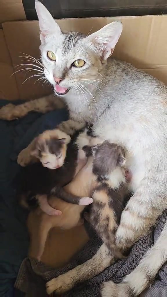 Anak Kucing Mula Merangkak Keluar Sarang: Bila Saya Biarkan dengan Ibu, Bila Perlu Campur Tangan