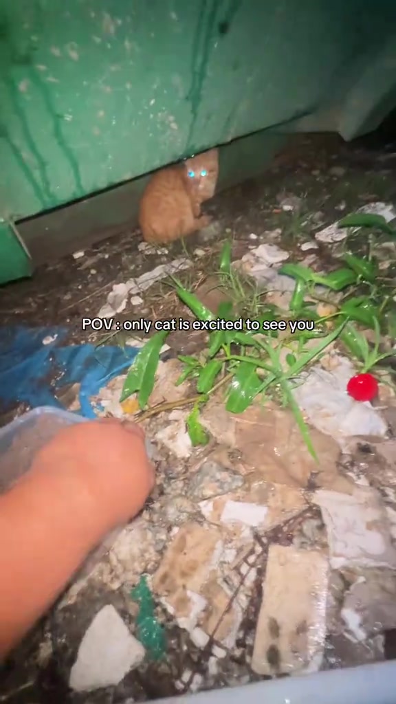 Seekor kucing oren duduk di sudut luar berhampiran dinding sementara tangan menghulurkan bekas makanan.