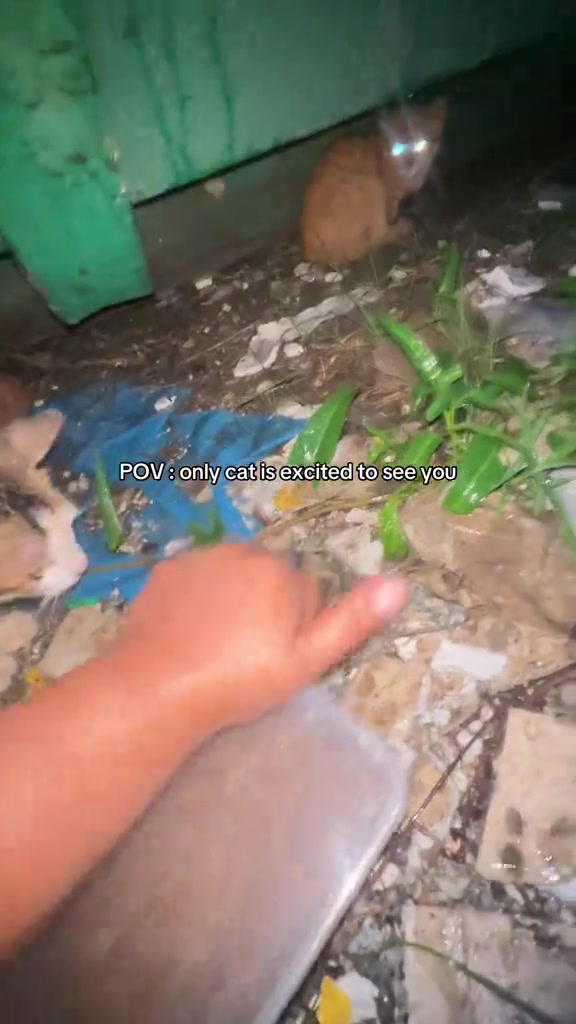 Kucing oren berada dekat bekas makanan yang dihulurkan di kawasan luar yang basah.