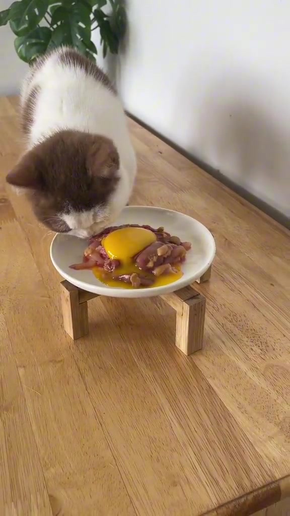 Kucing putih berbelang perang menjengah pinggan putih berisi daging mentah dan kuning telur di atas stand kayu