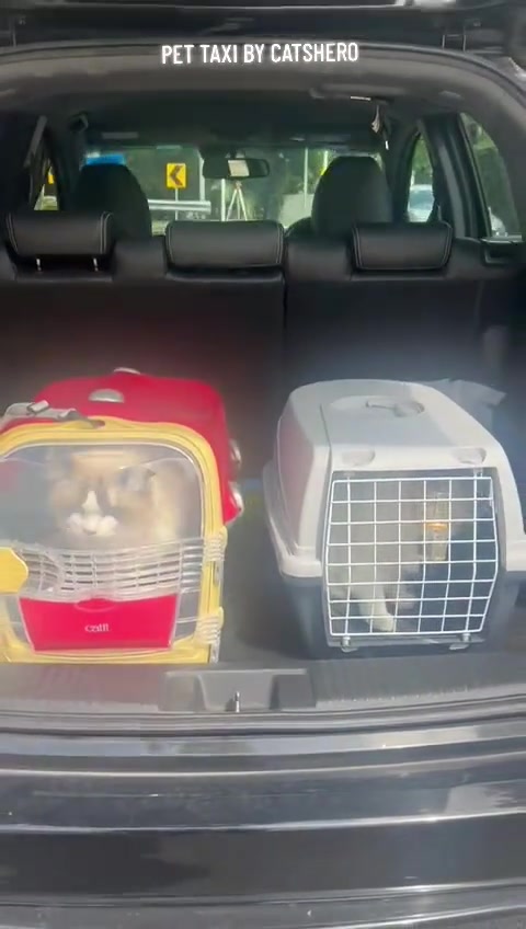Bawa kucing ke vet tanpa kereta: Grab boleh ke tak, pet taxi KL berapa RM, dan cara saya book untuk dua majikan