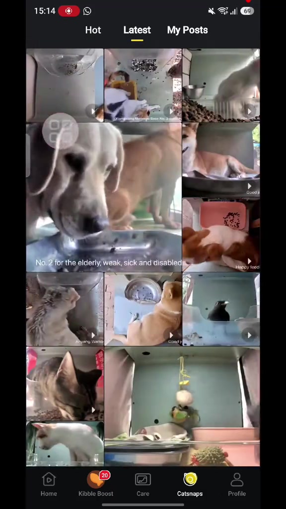 Grid Catsnaps dalam aplikasi Purrrr menunjukkan banyak stesen berbeza dengan anjing, kucing, landak mini dan burung di feeder masing-masing