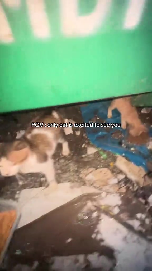 Dua ekor kucing berada di kawasan luar berhampiran tempat mereka menunggu makanan.